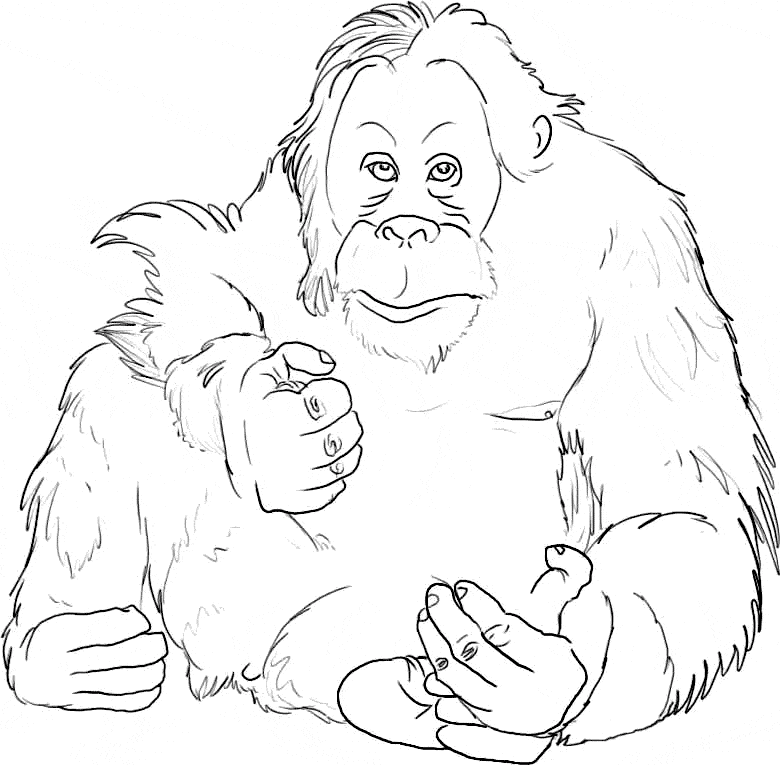 Orangutan coloring page