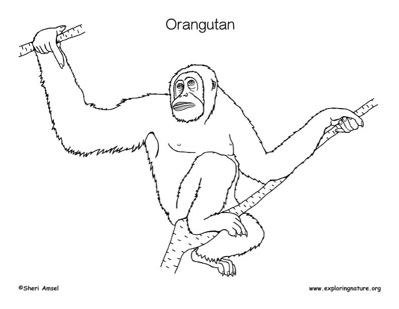 Orangutan coloring page