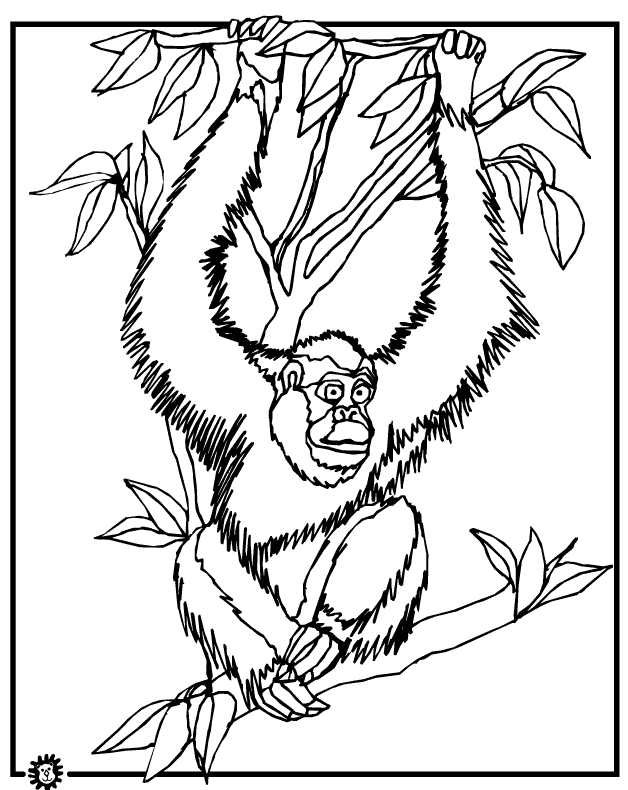 Orangutan coloring page