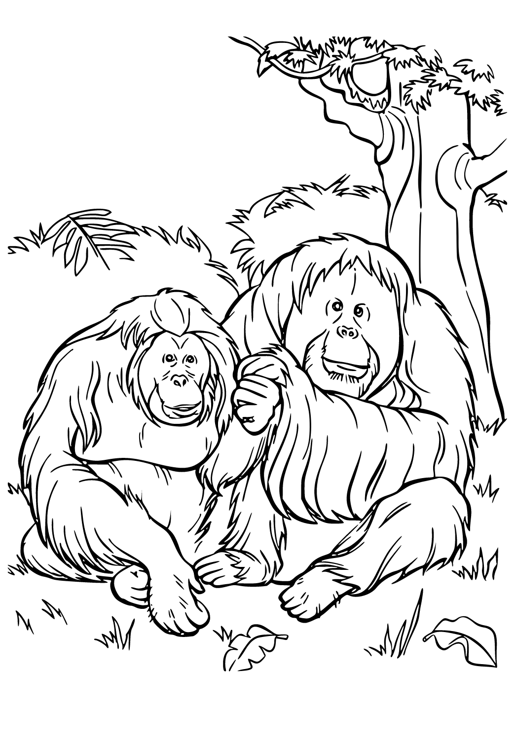 Free printable zoo orangutans coloring page for adults and kids