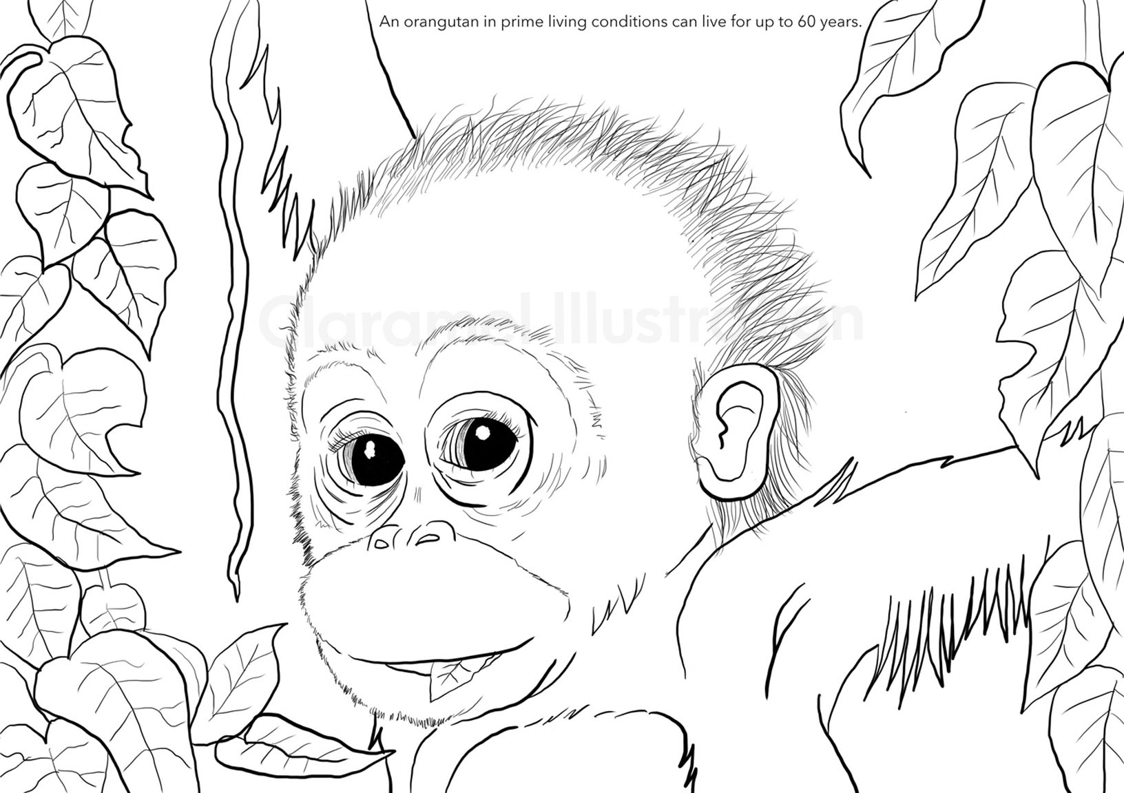 Orangutan coloring book â