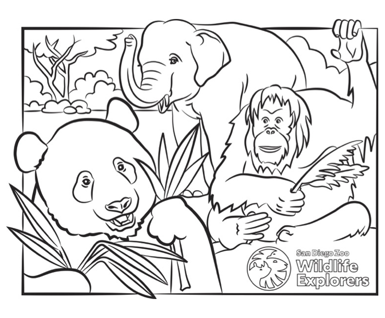 Coloring page panda and friends san diego zoo wildlife explorers