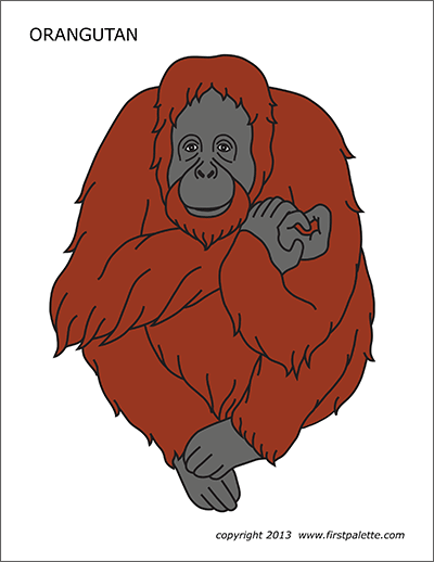 Orangutan free printable templates coloring pages