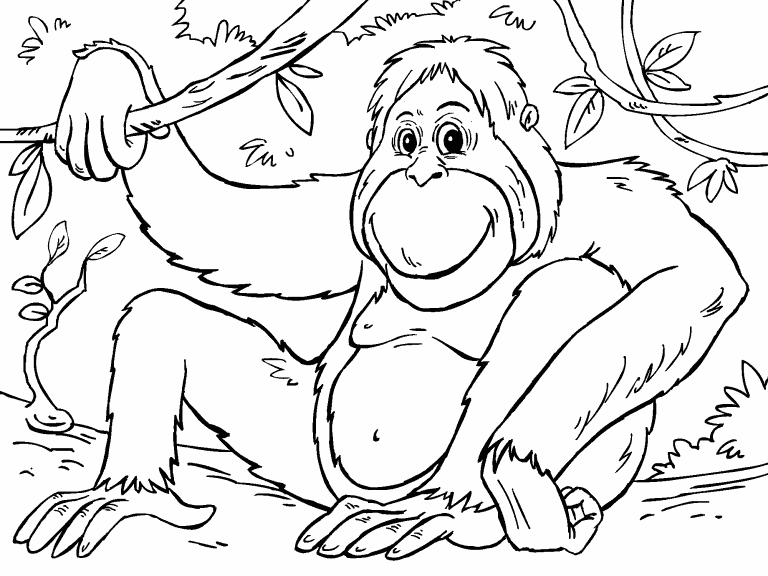 Orangutan coloring page