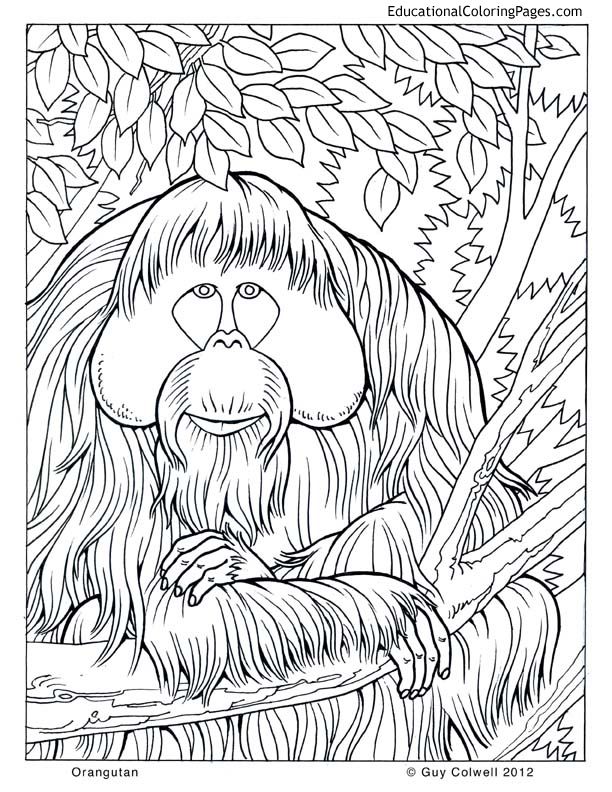 Orangutan coloring image animals from life of pi malvorlagen tiere malvorlage dinosaurier orang