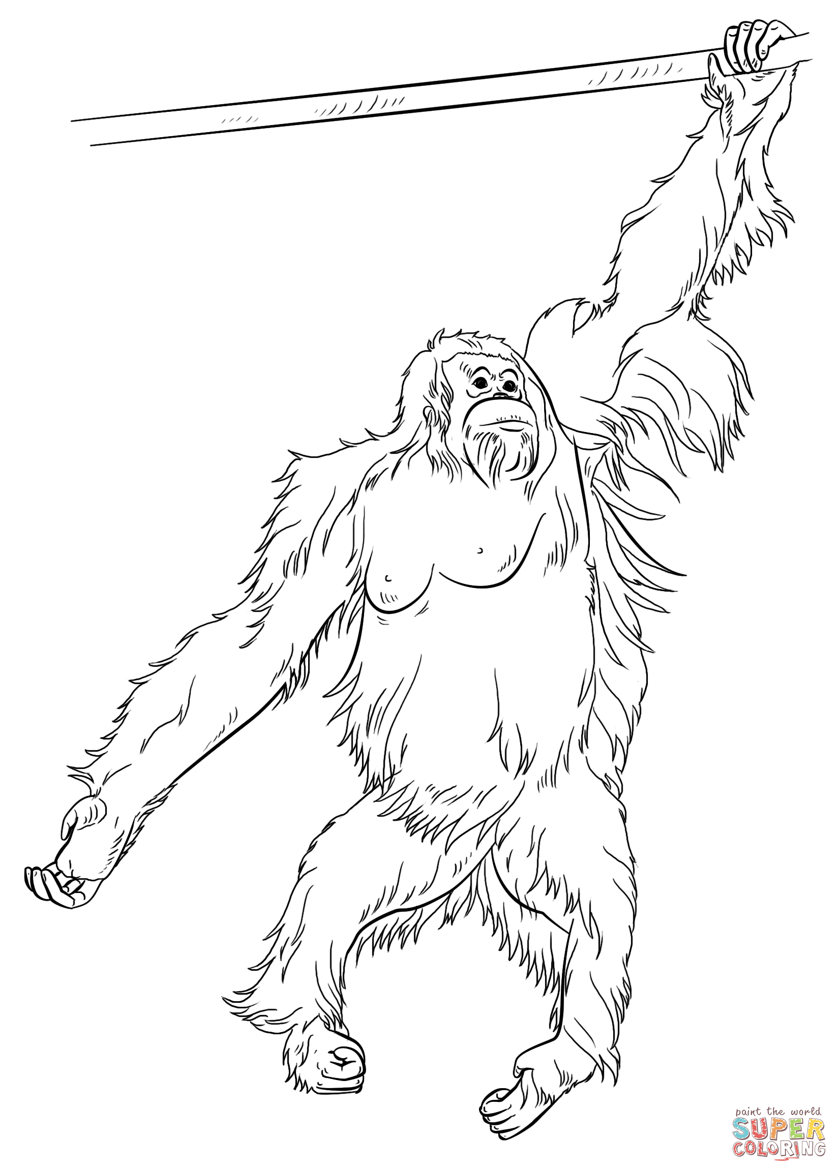 Sumatran orangutan coloring page free printable coloring pages