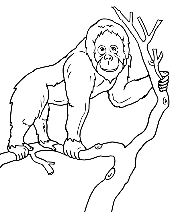 Print orangutan coloring page monkey