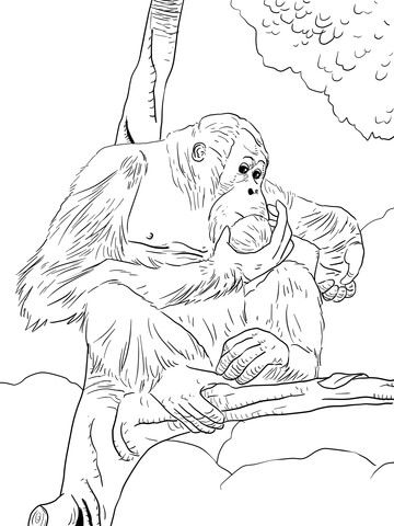 Bornean orangutan coloring page free printable coloring pages animal coloring pages orangutan animal pictures to color