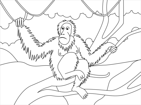 Orangutan coloring page free printable coloring pages