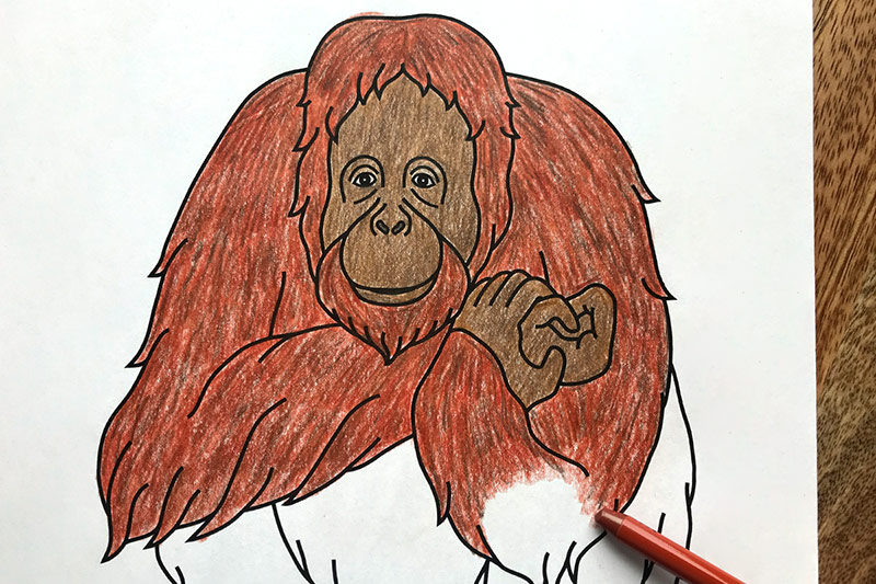 Orangutan free printable templates coloring pages