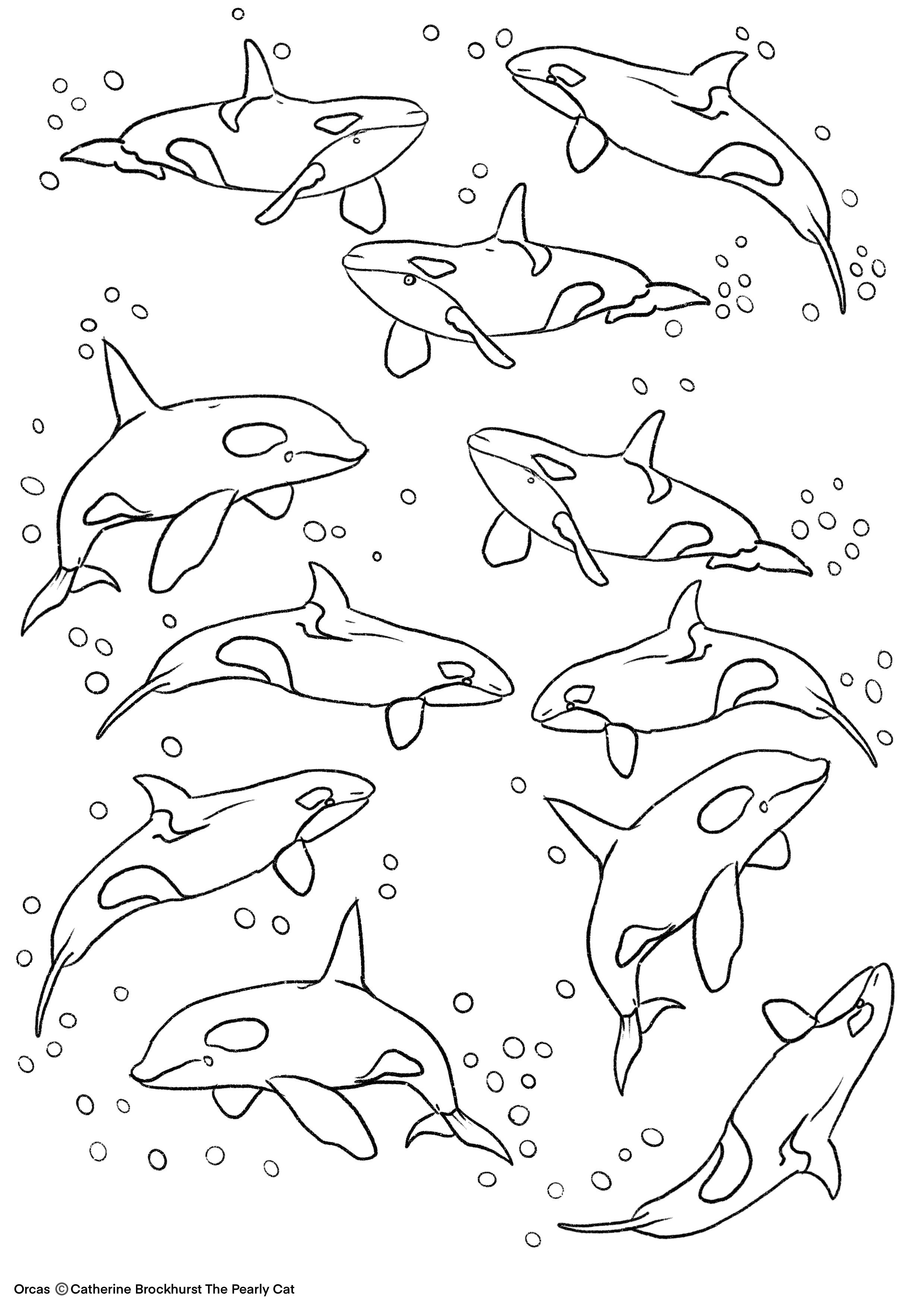 Orca colouring sheet coloring sheets animal coloring pages coloring pages