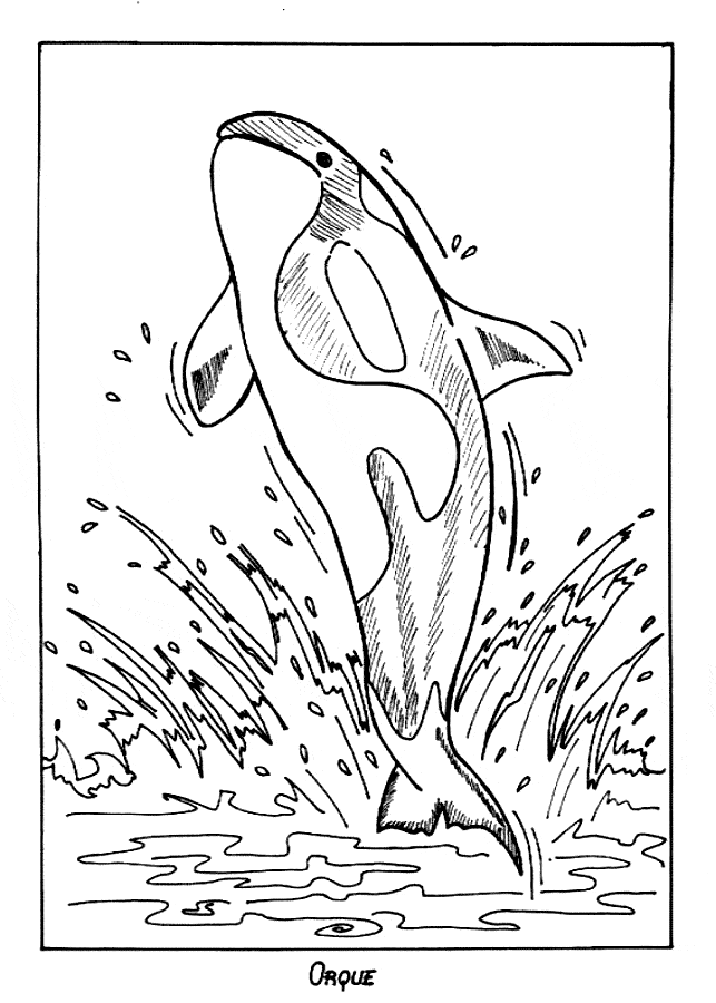 Killer whale orca coloring page