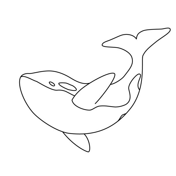 Isolated black outline orca whale on white background killer whale line sea animal stock illustration