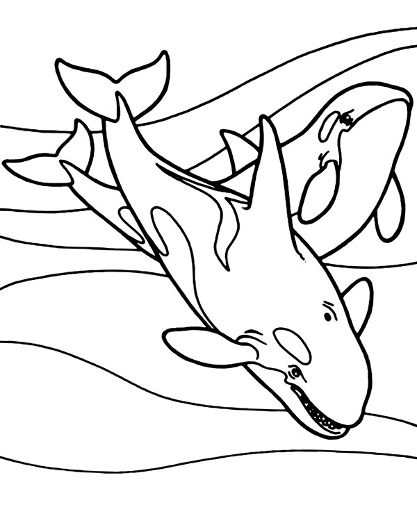 Printable killer whales coloring page orca fish