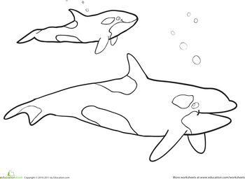 Killer whale worksheet education whale coloring pages killer whales whale
