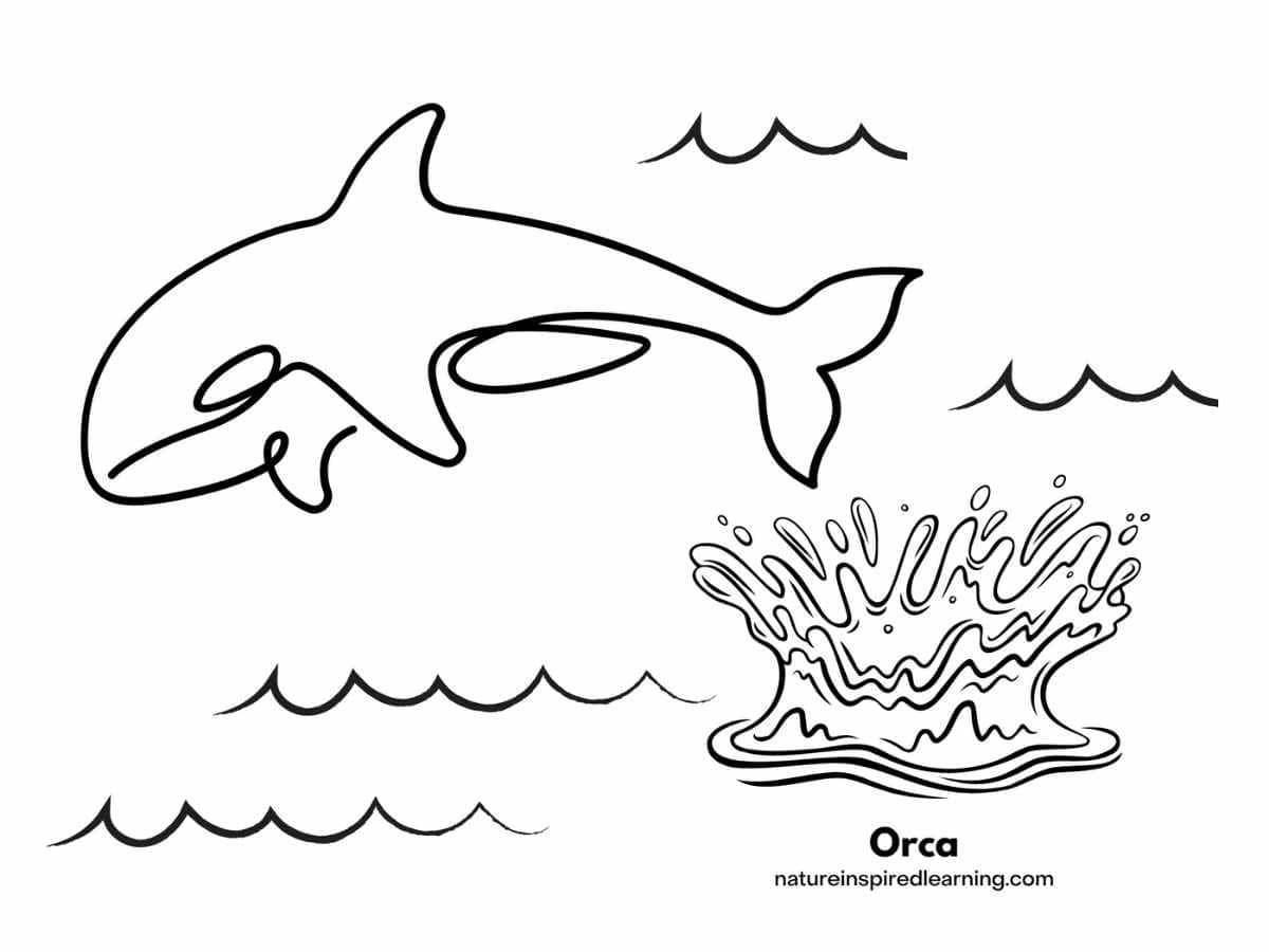 Orca coloring pages for kids