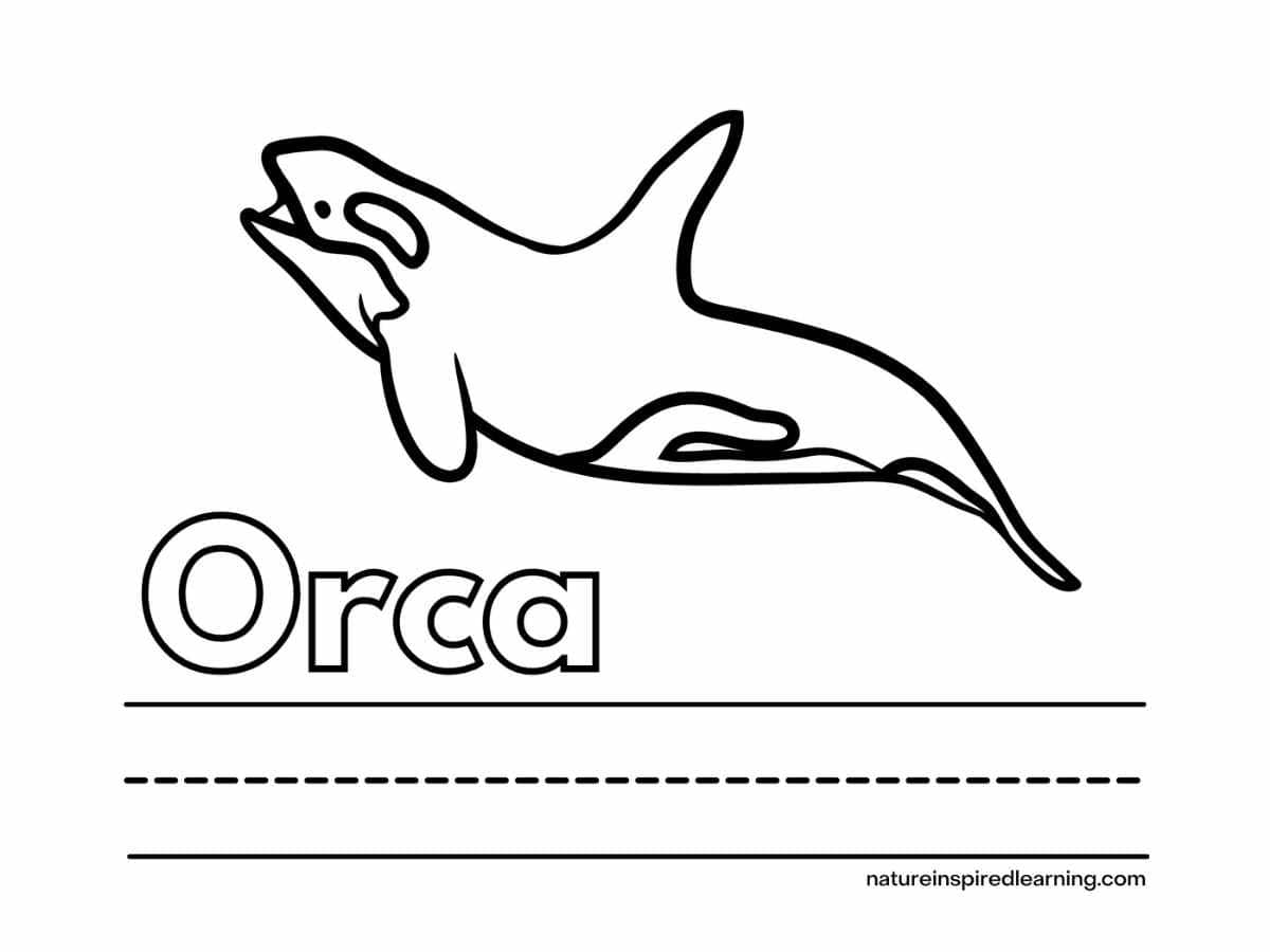 Orca coloring pages for kids
