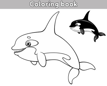 Orca outline and colorful orca coloring book for kids vector illustration of cartoon sea animal in childish style