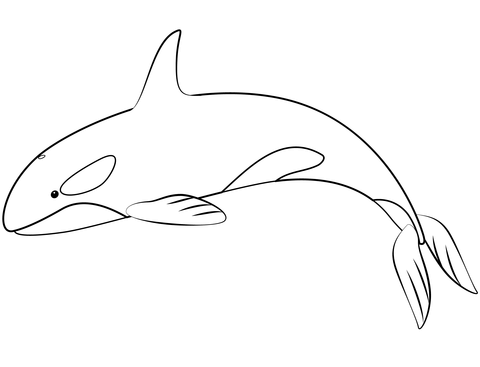 Orca whale coloring page free printable coloring pages