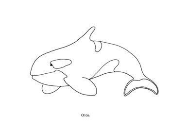 Orca coloring page by mama draw it tpt