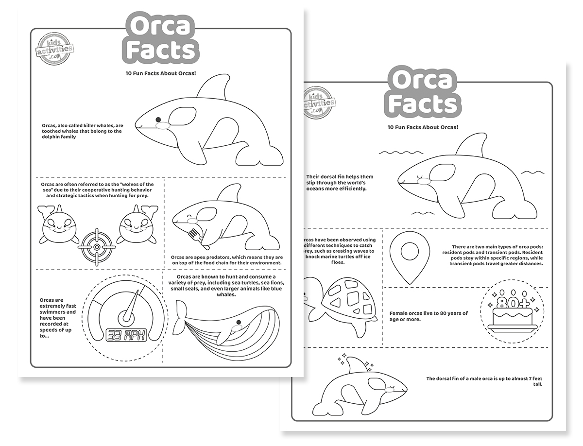 Cool orca facts kids activities blog