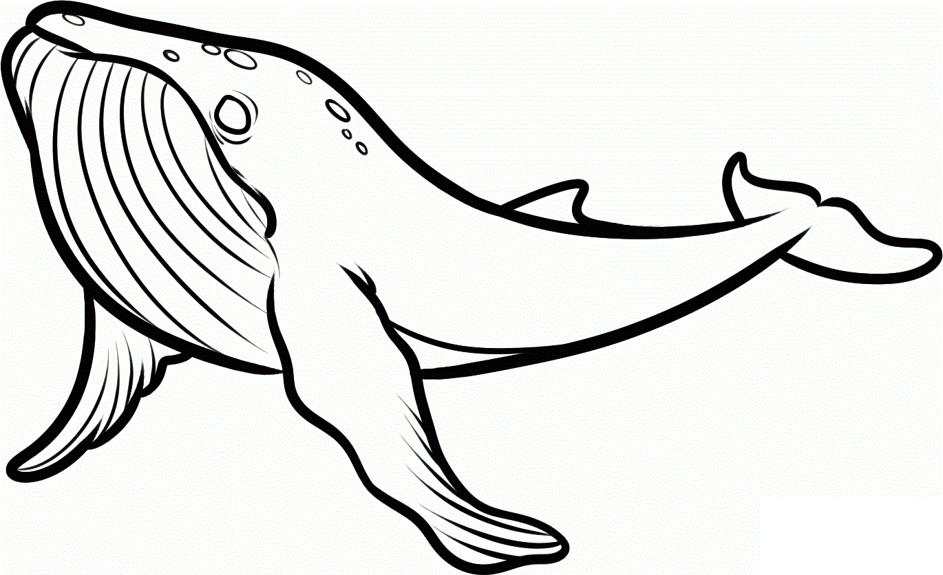 Free printable killer whale coloring pages for kids