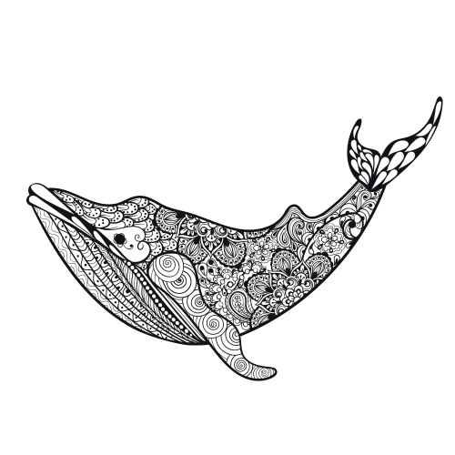 Killer whale coloring page