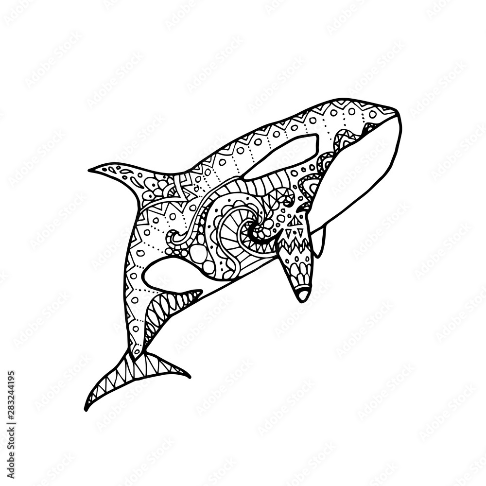 Vector illustration of hand drawn patterned killer whale doodle orca coloring page book vector