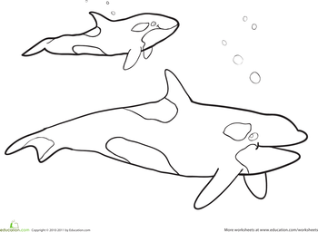 Killer whale worksheet education whale coloring pages killer whales whale