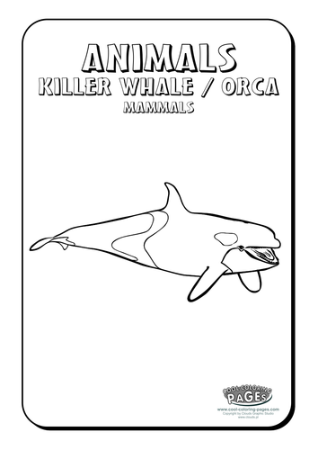 Cool colouring pages killer whale orca teaching resources