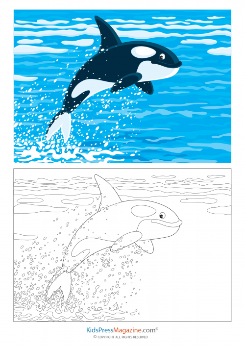 Coloring match â orca