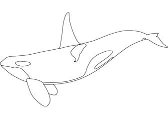 Orca printable coloring pages orca tattoo orca art orca