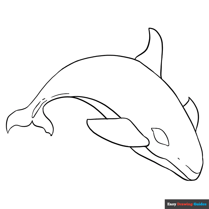 Orca coloring page easy drawing guides