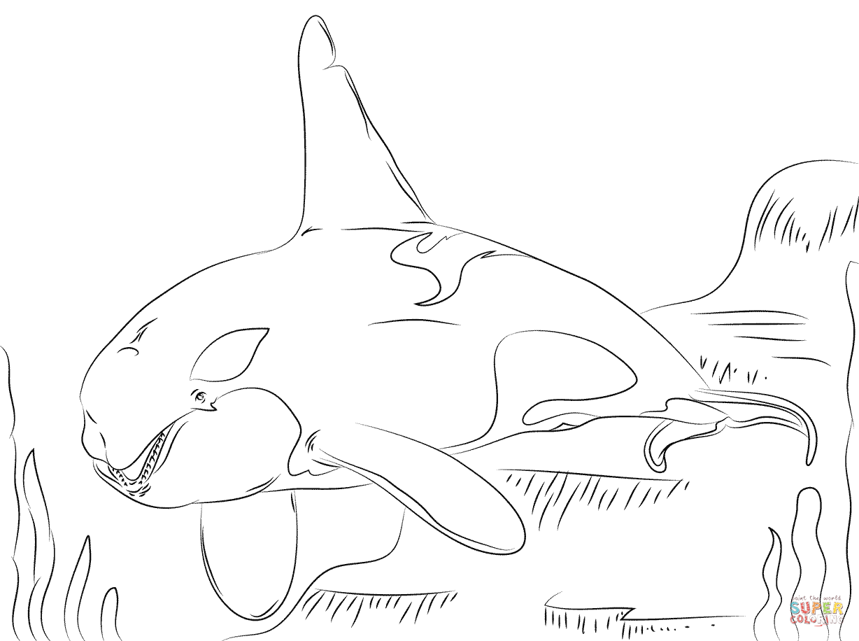 Beautiful killer whale coloring page free printable coloring pages