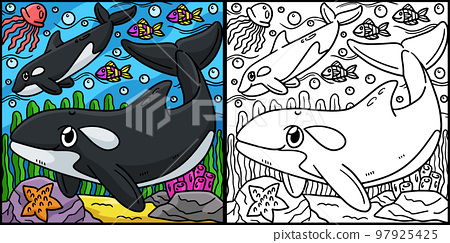 Killer whale coloring page colored illustration