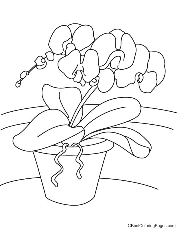 Orchid flowers coloring page download free orchid flowers coloring page for kids best coloring pages