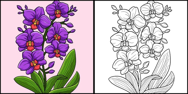 Premium vector orchid flower coloring page colored illustration