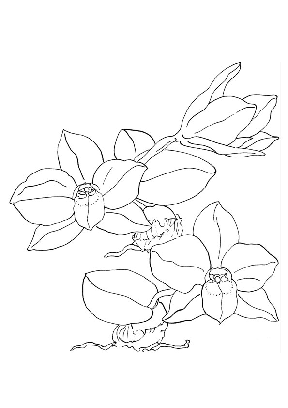 Coloring pages printable orchid coloring sheet for kids