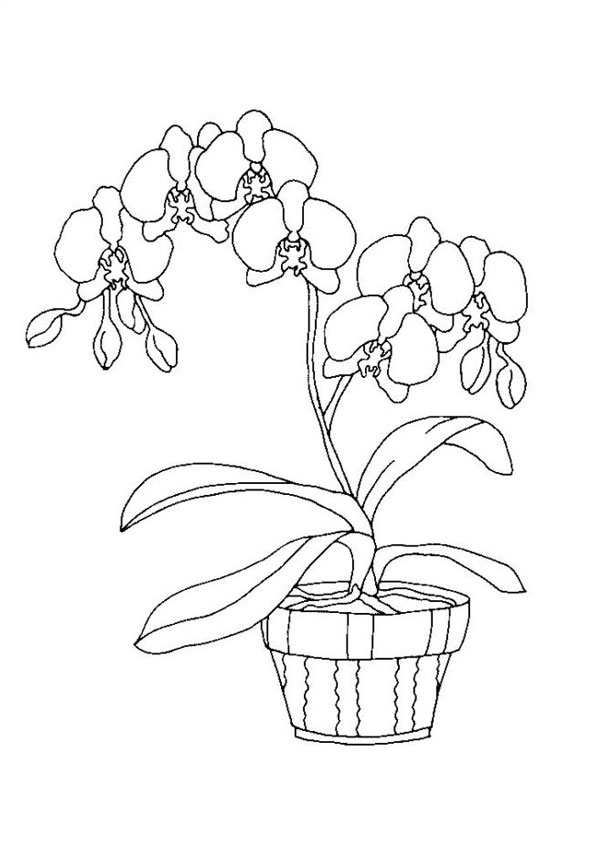 Coloring pages printable orchid flower coloring page