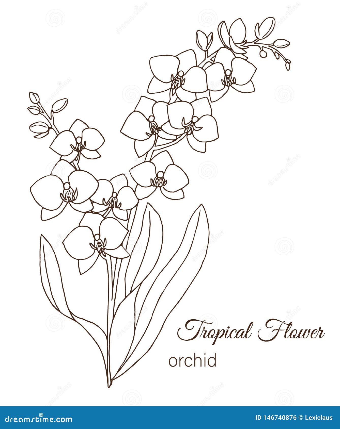 Orchid flower coloring page stock illustrations â orchid flower coloring page stock illustrations vectors clipart