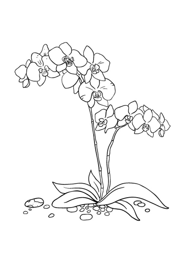 Coloring pages orchid flower coloring pages for kids