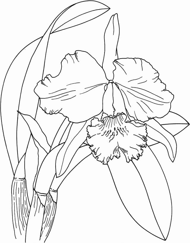 Orchid flower free for kids coloring page