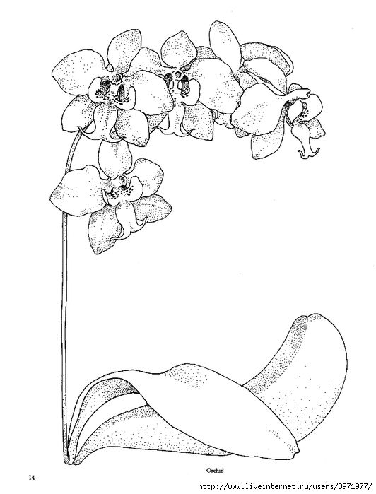 Orchid line drawing orchid template orchid embroidery ketel â ð ðñððððððµ ñððµñðð ððñðñðððññ ñððµññ ð ðñðºñðñðºð