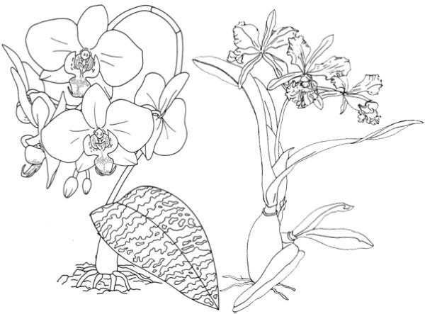 Beautiful orchid coloring pages pdf