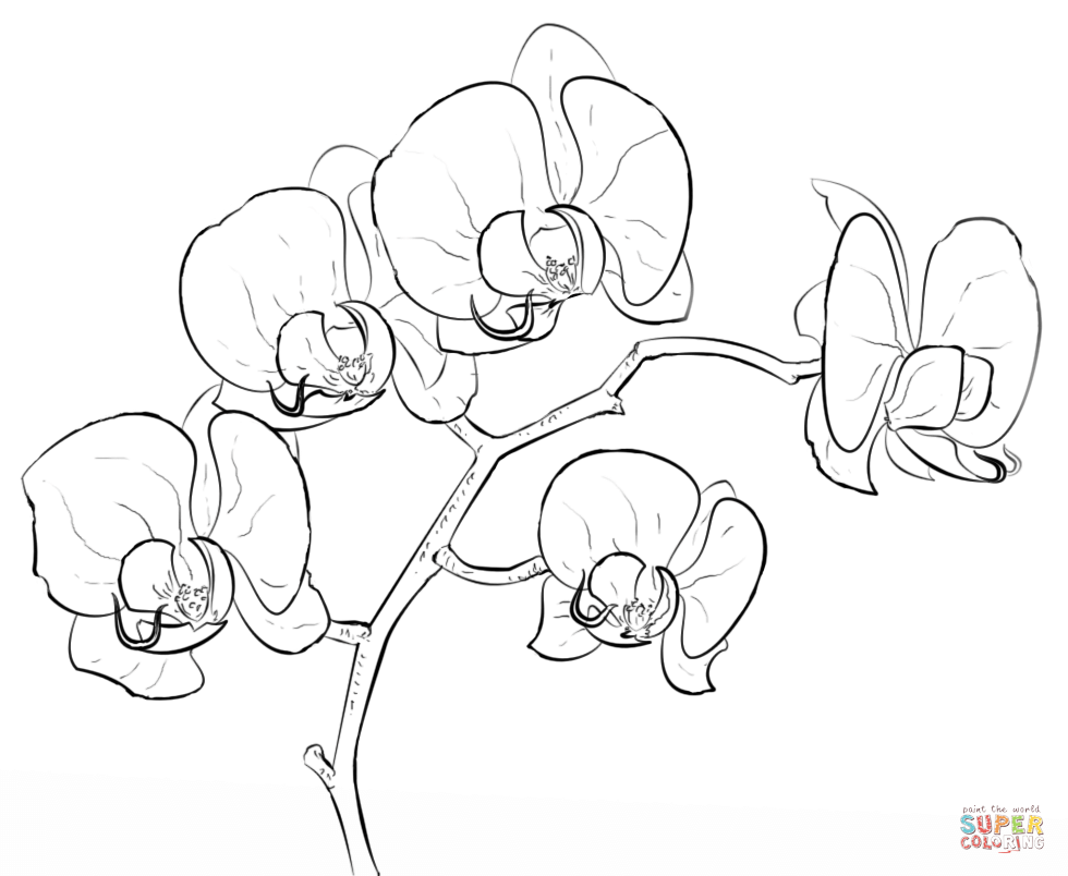 Orchid coloring page free printable coloring pages