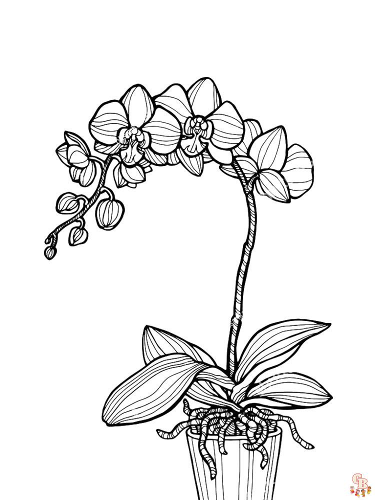 Explore the world of orchids with free printable coloring pages