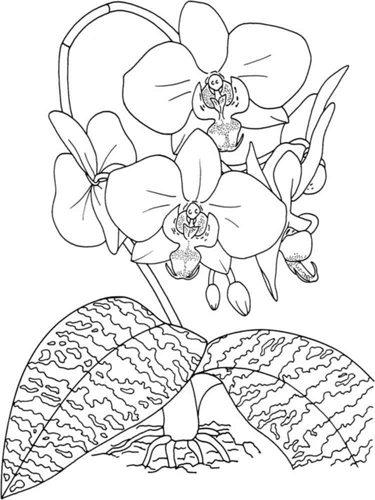 Orchids coloring page