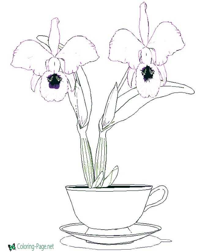 Flower coloring pages orchid in cup