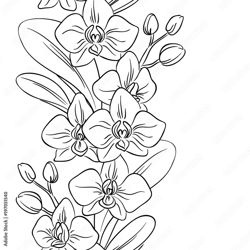 Vector contour orchid flower bouquet symbol coloring page vertical seamless pattern vector