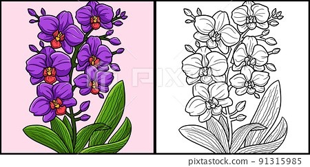 Orchid flower coloring page colored illustration